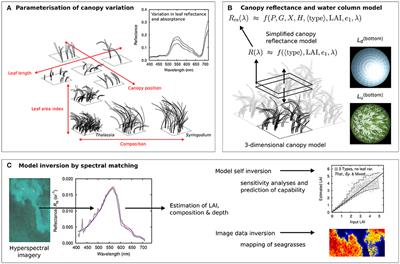 Remote Sensing of Seagrass Leaf Area Index and Species: The Capability of a Model Inversion Method Assessed by Sensitivity Analysis and Hyperspectral Data of Florida Bay